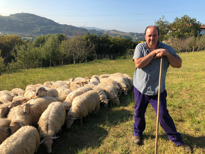 basque shepherd with flock of sheep